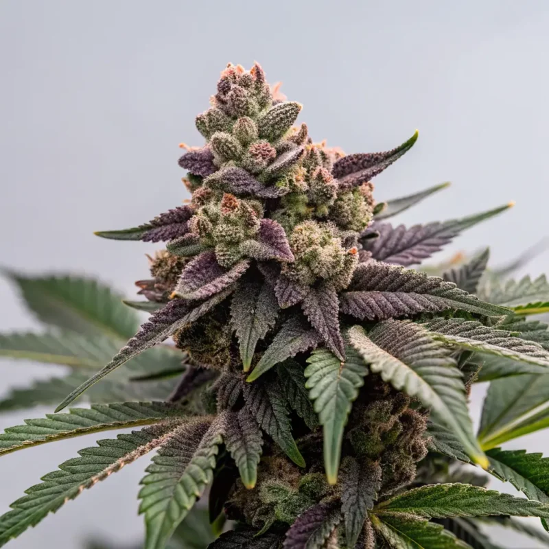 Buy Girl Scout Cookies Strain in Los Angeles United States